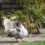 10001371_732960160069363_4030308078237899879_n