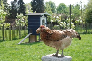 de exotische kippen van Kunsthof de Heuf