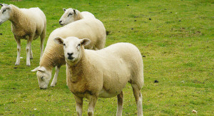 bijzondere vergaderlocatie Betuwe