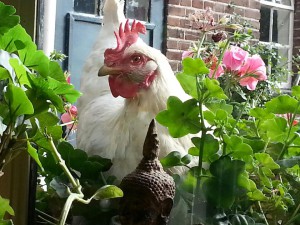 bijzondere groepsaccommodatie