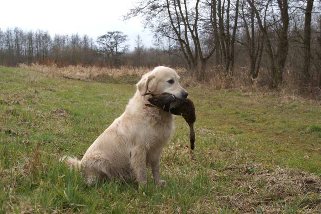 bijzondere groepsaccommodatie