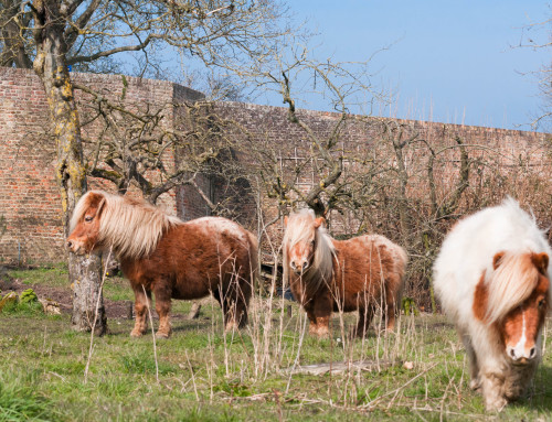 familieweekend en vriendenweekend in de Betuwe